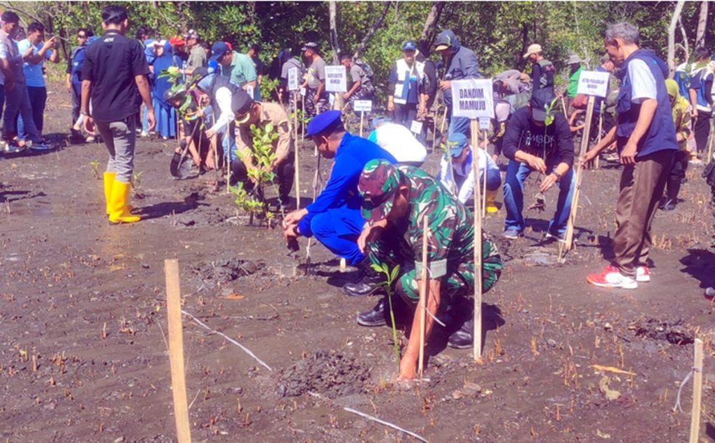 MAMUJU TANAM MANGROVE 1